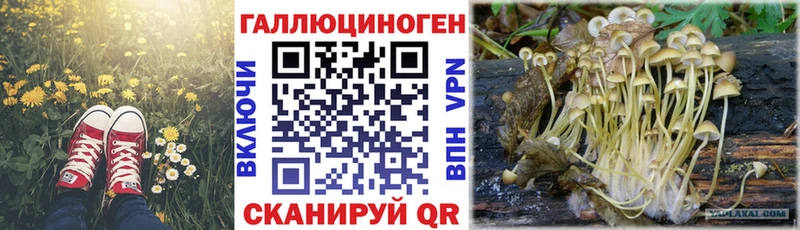 закладка  Фёдоровский  Галлюциногенные грибы GOLDEN TEACHER 